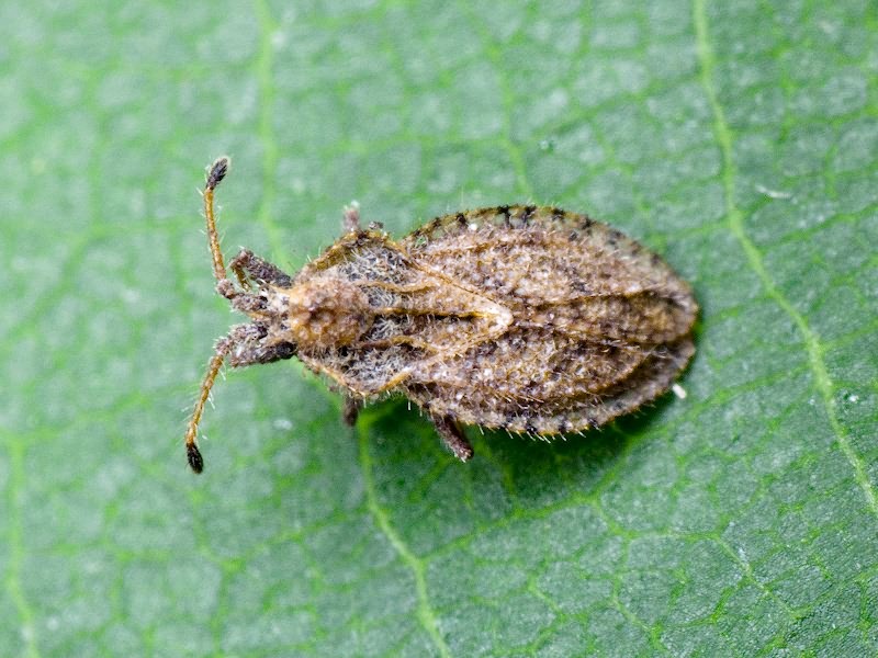 Lasiacantha capucina (Germar, 1837)
